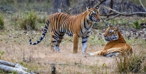 Xem tử vi phong thuỷ tuổi Mậu Dần nữ mạng 2026